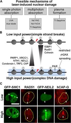 Application of Laser Microirradiation in the Investigations of Cellular Responses to DNA Damage